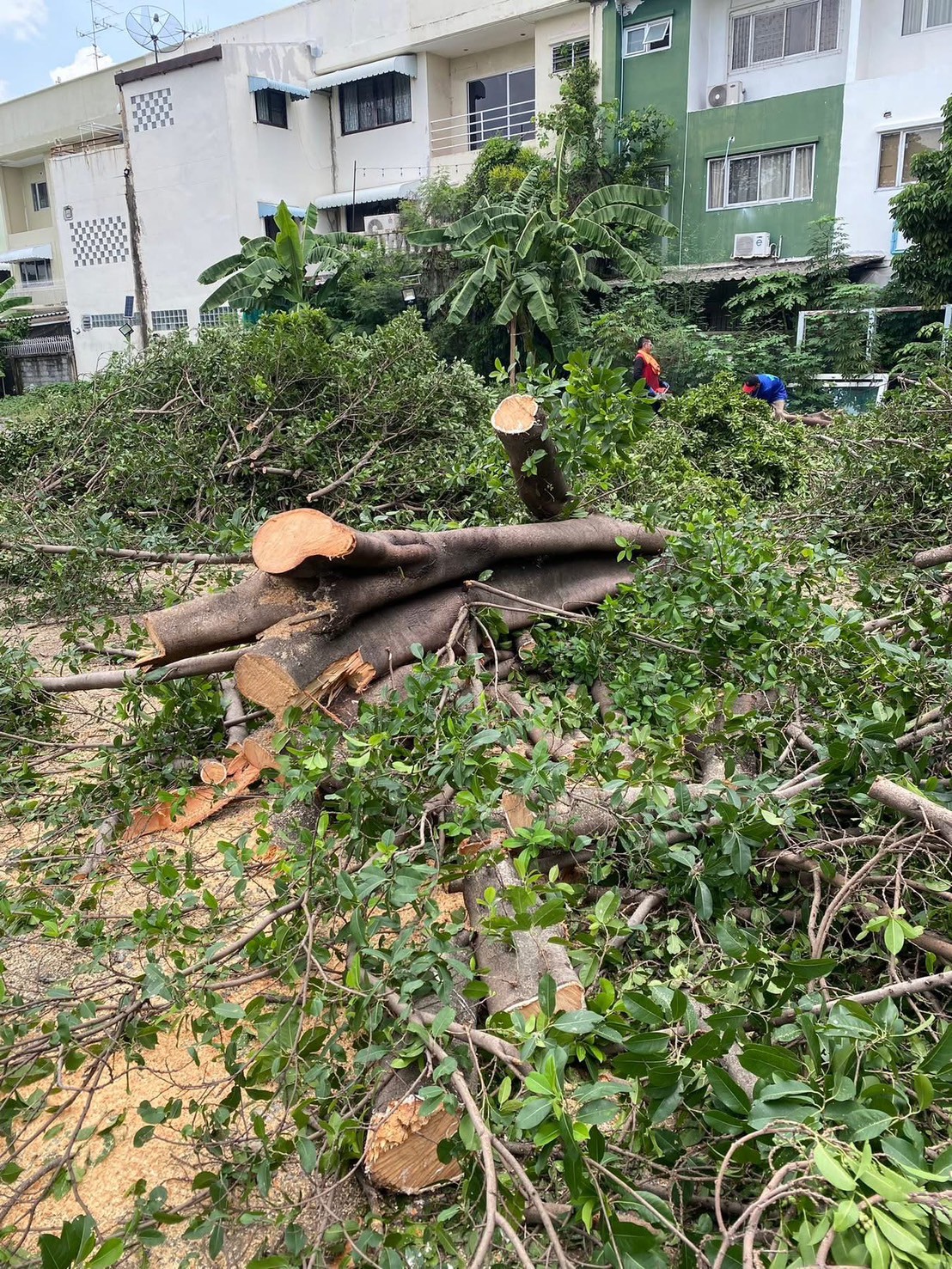 รับตัดต้นไม้ตัดหญ้า ส.สมาน บริการรับตัดต้นไม้กรุงเทพและปริมณฑลครบวงจรโดยทีมงานมืออาชีพ ตัดแต่งกิ่ง โค่นต้นไม้ใหญ่ เคลียร์พื้นที่รกร้าง จัดสวน พร้อมขนท [..]