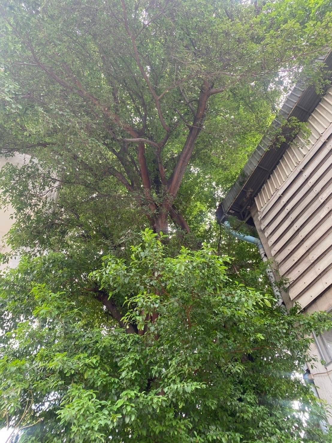 15 - https://รับตัดต้นไม้ตัดหญ้าสสมาน.com | รับตัดต้นไม้ตัดหญ้า ส.สมาน บริการรับตัดต้นไม้กรุงเทพและปริมณฑลครบวงจรโดยทีมงานมืออาชีพ ตัดแต่งกิ่ง โค่นต้นไม้ใหญ่ เคลียร์พื้นที่รกร้าง จัดสวน พร้อมขนทิ้ง ปลอดภัย รวดเร็ว ราคาเป็นกันเอง