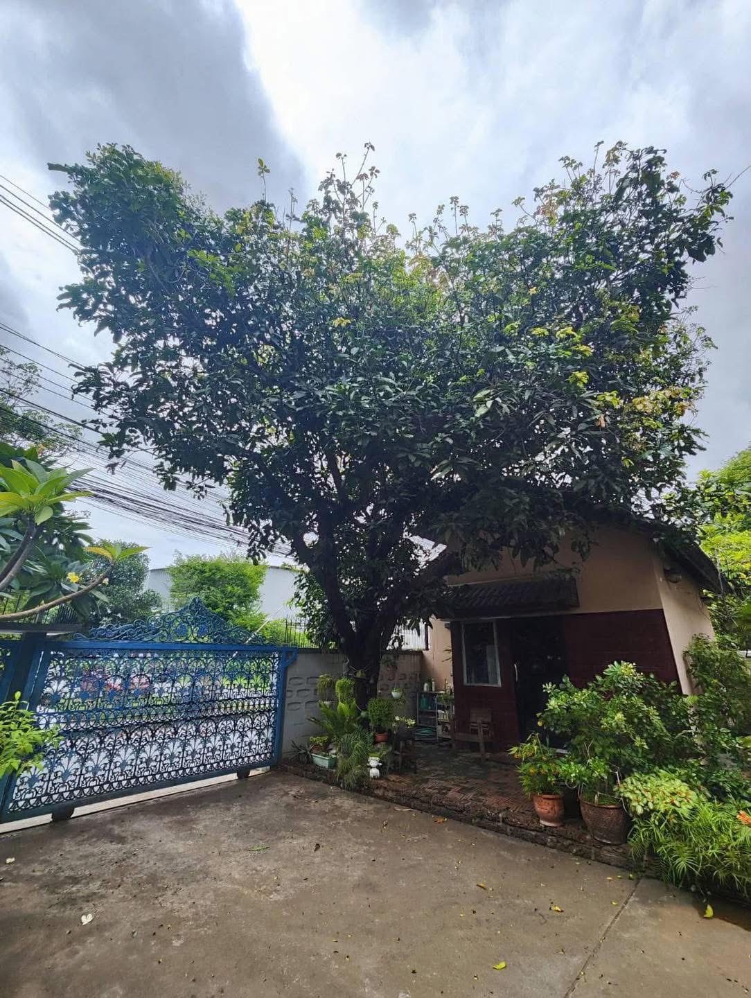 17 - https://รับตัดต้นไม้ตัดหญ้าสสมาน.com | รับตัดต้นไม้ตัดหญ้า ส.สมาน บริการรับตัดต้นไม้กรุงเทพและปริมณฑลครบวงจรโดยทีมงานมืออาชีพ ตัดแต่งกิ่ง โค่นต้นไม้ใหญ่ เคลียร์พื้นที่รกร้าง จัดสวน พร้อมขนทิ้ง ปลอดภัย รวดเร็ว ราคาเป็นกันเอง