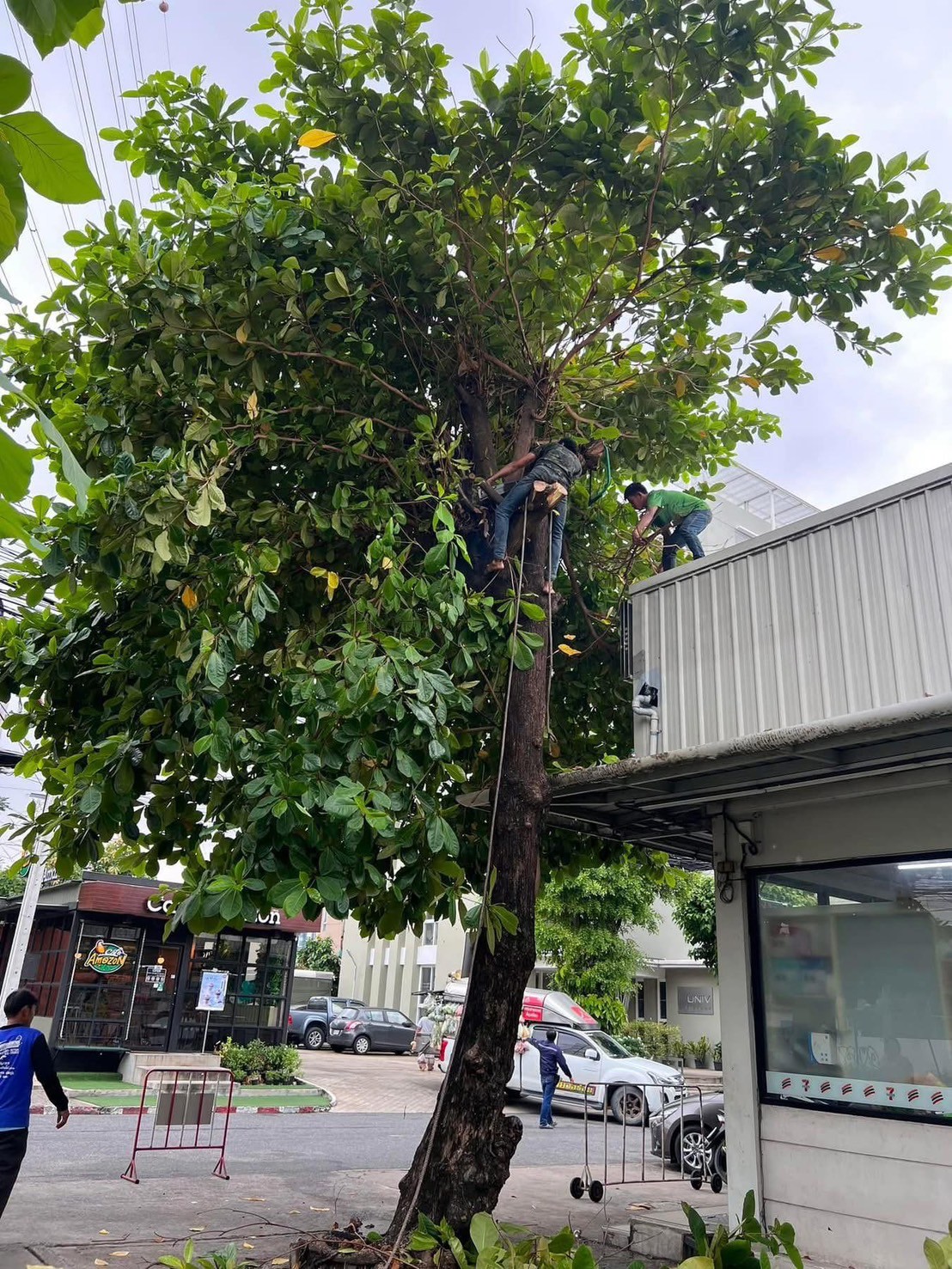 19 - https://รับตัดต้นไม้ตัดหญ้าสสมาน.com | รับตัดต้นไม้ตัดหญ้า ส.สมาน บริการรับตัดต้นไม้กรุงเทพและปริมณฑลครบวงจรโดยทีมงานมืออาชีพ ตัดแต่งกิ่ง โค่นต้นไม้ใหญ่ เคลียร์พื้นที่รกร้าง จัดสวน พร้อมขนทิ้ง ปลอดภัย รวดเร็ว ราคาเป็นกันเอง