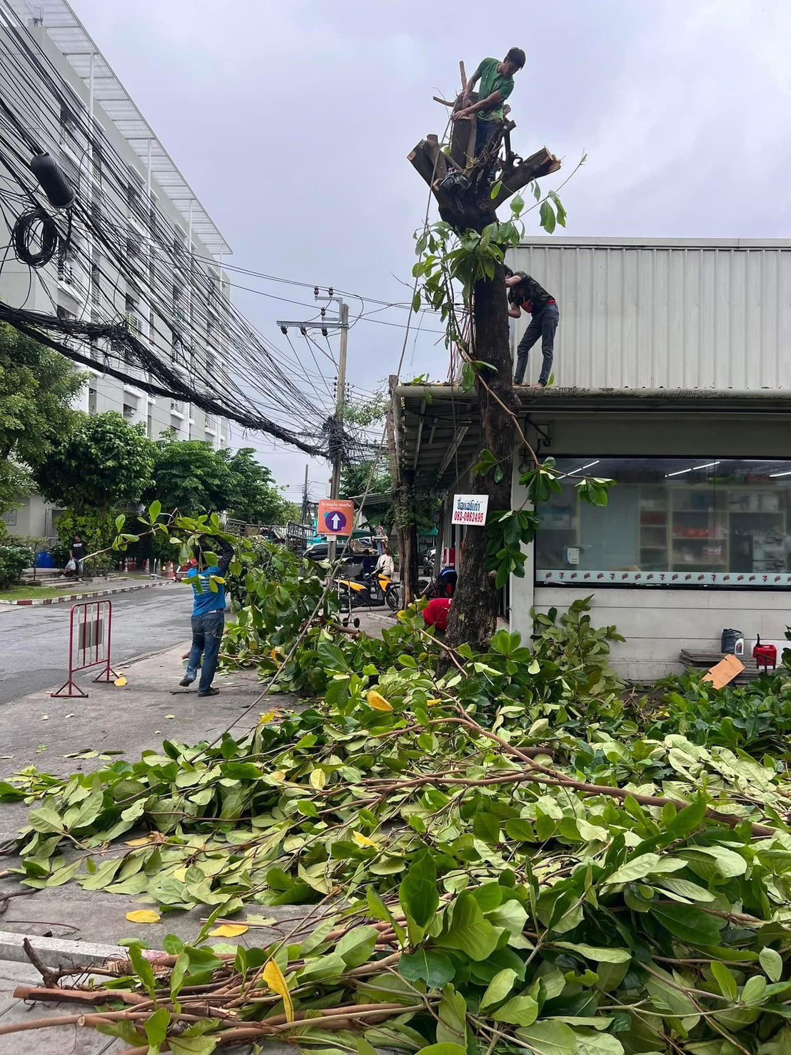 20 - https://รับตัดต้นไม้ตัดหญ้าสสมาน.com | รับตัดต้นไม้ตัดหญ้า ส.สมาน บริการรับตัดต้นไม้กรุงเทพและปริมณฑลครบวงจรโดยทีมงานมืออาชีพ ตัดแต่งกิ่ง โค่นต้นไม้ใหญ่ เคลียร์พื้นที่รกร้าง จัดสวน พร้อมขนทิ้ง ปลอดภัย รวดเร็ว ราคาเป็นกันเอง