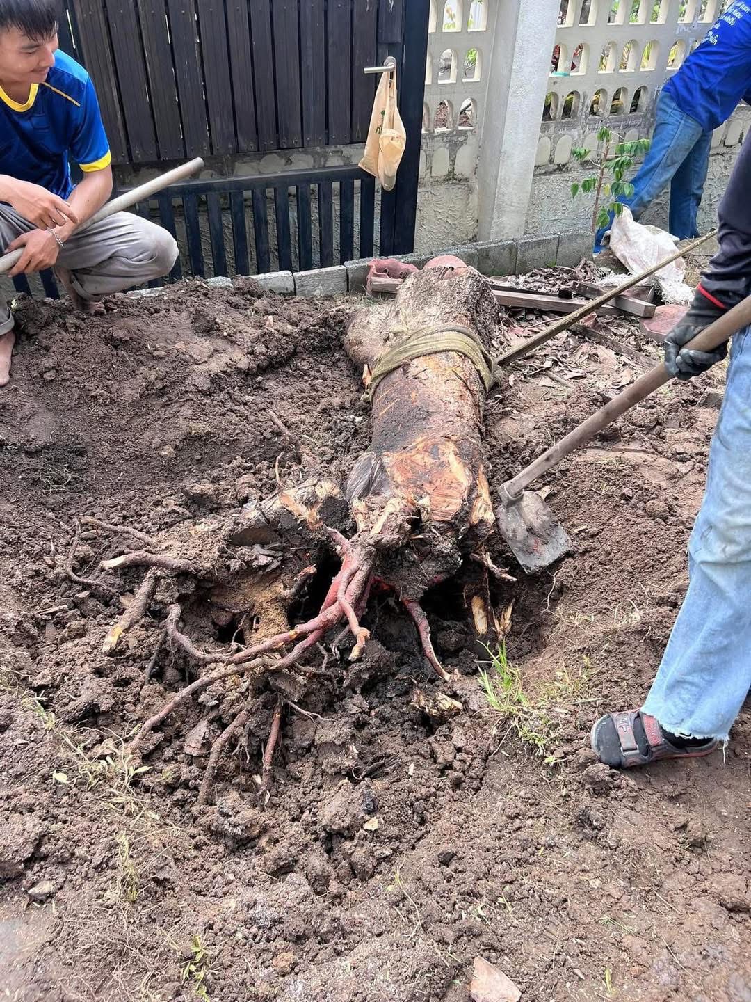 28 - https://รับตัดต้นไม้ตัดหญ้าสสมาน.com | รับตัดต้นไม้ตัดหญ้า ส.สมาน บริการรับตัดต้นไม้กรุงเทพและปริมณฑลครบวงจรโดยทีมงานมืออาชีพ ตัดแต่งกิ่ง โค่นต้นไม้ใหญ่ เคลียร์พื้นที่รกร้าง จัดสวน พร้อมขนทิ้ง ปลอดภัย รวดเร็ว ราคาเป็นกันเอง