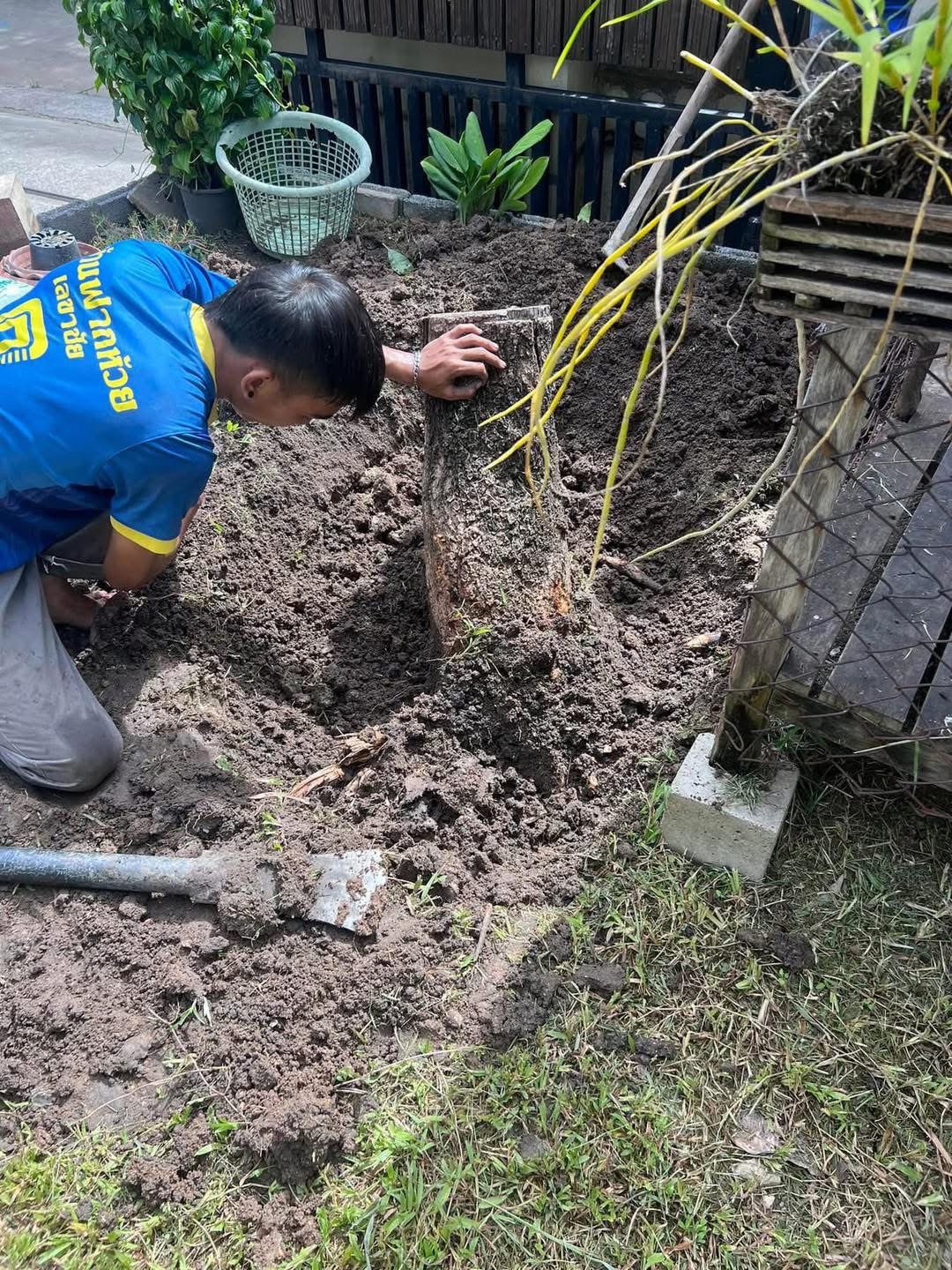 30 - https://รับตัดต้นไม้ตัดหญ้าสสมาน.com | รับตัดต้นไม้ตัดหญ้า ส.สมาน บริการรับตัดต้นไม้กรุงเทพและปริมณฑลครบวงจรโดยทีมงานมืออาชีพ ตัดแต่งกิ่ง โค่นต้นไม้ใหญ่ เคลียร์พื้นที่รกร้าง จัดสวน พร้อมขนทิ้ง ปลอดภัย รวดเร็ว ราคาเป็นกันเอง