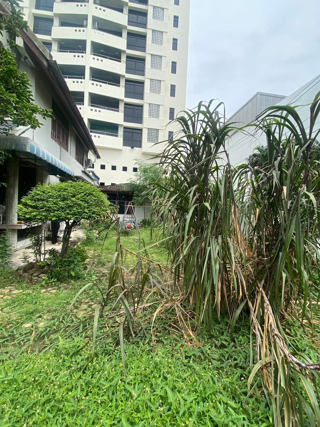 32 - https://รับตัดต้นไม้ตัดหญ้าสสมาน.com | รับตัดต้นไม้ตัดหญ้า ส.สมาน บริการรับตัดต้นไม้กรุงเทพและปริมณฑลครบวงจรโดยทีมงานมืออาชีพ ตัดแต่งกิ่ง โค่นต้นไม้ใหญ่ เคลียร์พื้นที่รกร้าง จัดสวน พร้อมขนทิ้ง ปลอดภัย รวดเร็ว ราคาเป็นกันเอง