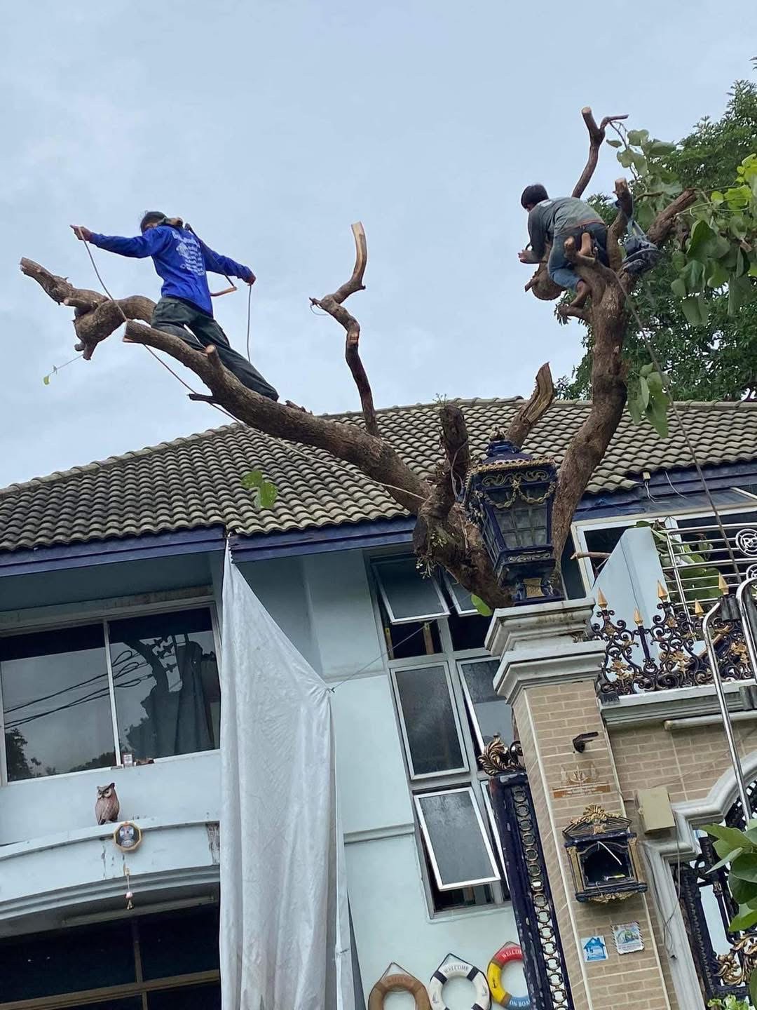 34 - https://รับตัดต้นไม้ตัดหญ้าสสมาน.com | รับตัดต้นไม้ตัดหญ้า ส.สมาน บริการรับตัดต้นไม้กรุงเทพและปริมณฑลครบวงจรโดยทีมงานมืออาชีพ ตัดแต่งกิ่ง โค่นต้นไม้ใหญ่ เคลียร์พื้นที่รกร้าง จัดสวน พร้อมขนทิ้ง ปลอดภัย รวดเร็ว ราคาเป็นกันเอง