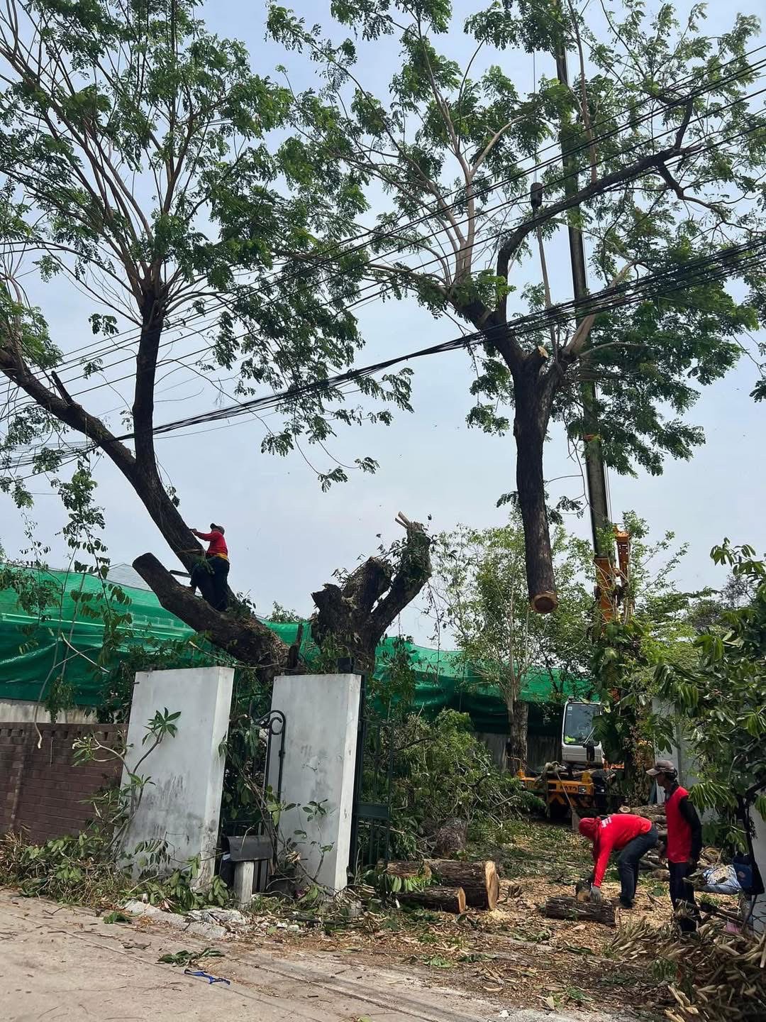 36 - https://รับตัดต้นไม้ตัดหญ้าสสมาน.com | รับตัดต้นไม้ตัดหญ้า ส.สมาน บริการรับตัดต้นไม้กรุงเทพและปริมณฑลครบวงจรโดยทีมงานมืออาชีพ ตัดแต่งกิ่ง โค่นต้นไม้ใหญ่ เคลียร์พื้นที่รกร้าง จัดสวน พร้อมขนทิ้ง ปลอดภัย รวดเร็ว ราคาเป็นกันเอง