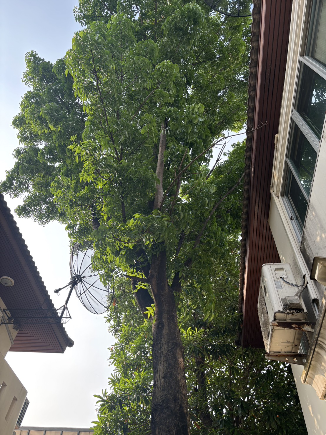 60 - https://รับตัดต้นไม้ตัดหญ้าสสมาน.com | รับตัดต้นไม้ตัดหญ้า ส.สมาน บริการรับตัดต้นไม้กรุงเทพและปริมณฑลครบวงจรโดยทีมงานมืออาชีพ ตัดแต่งกิ่ง โค่นต้นไม้ใหญ่ เคลียร์พื้นที่รกร้าง จัดสวน พร้อมขนทิ้ง ปลอดภัย รวดเร็ว ราคาเป็นกันเอง